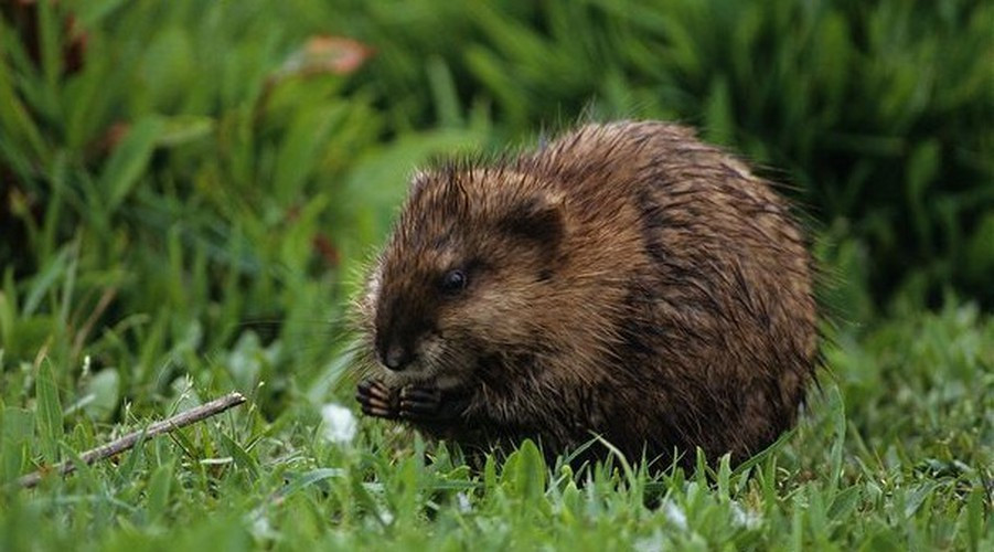 Loài chuột này giao phối trong nước và thực sự là những tay bơi rất cừ, chúng có thể lặn sâu đến 15 - 20 phút, bơi xuôi bơi ngược với tốc độ không giảm.