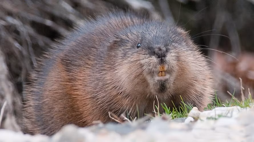 Tuy vậy, loài chuột xạ hương này không hề hôi thối mà ngược lại, chúng có mùi rất thơm do cơ thể chúng chứa một tuyến xạ hương có mùi rất đặc trưng giống như các loài hươu xạ.
