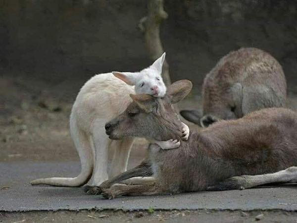 Những chú kangaroo biểu tượng, gấu Koala dễ thương là những loài vật chịu đau đớn nhất trong đám cháy rừng ở Úc. Hình ảnh động vật chia ly đã lấy đi không biết bao nhiêu nước mắt của những người đang dõi theo tình hình vụ cháy khắp thế giới.