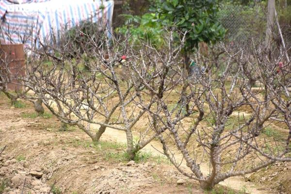 Đi khắp cánh đồng hoa Đồng Dụ, có rất ít bông nở.