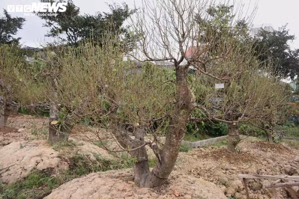 Khách chốt cây, đặt cọc, chủ vườn nhanh chóng viết thông tin khách gồm tên tuổi, địa chỉ, số điện thoại, ngày chuyển đào vào tờ giấy nhỏ, treo lên cây để tránh nhầm lẫn.