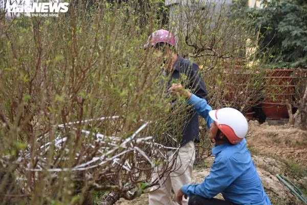 Thời điểm PV VTC News có mặt tại vườn đào Đồng Dụ, còn 20 ngày nữa mới tới Tết nhưng theo chia sẻ của các chủ hộ, rất nhiều gốc đào được người chơi "đặt gạch".