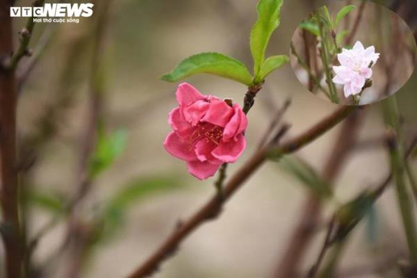 Dự kiến, đến khoảng ngoài 23 tháng Chạp hoa mới bắt đầu nở và nở rộ trong những ngày Tết.