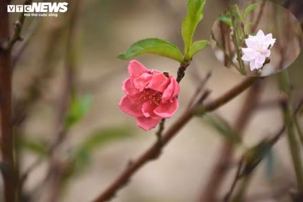 Dự kiến, đến khoảng ngoài 23 tháng Chạp hoa mới bắt đầu nở và nở rộ trong những ngày Tết.