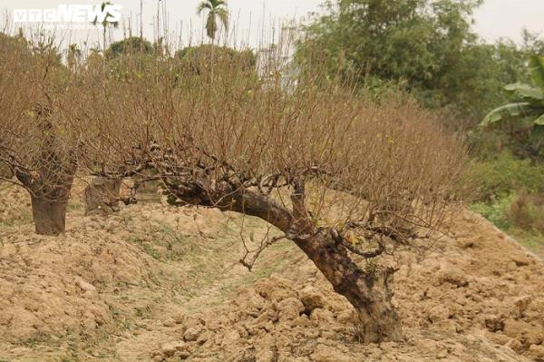 Gốc đào to, thân uốn ngang với cành chi chít nụ, lộc xanh biếc cho thuê với giá từ 4 triệu đến hơn 10 triệu đồng tùy theo từng cây, từng dáng.