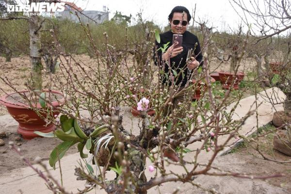 Vị khách trong ảnh rất ưng cây đào này. Tuy nhiên, họ chỉ có thể được ngắm bằng những bức ảnh chụp lại vì theo tiết lộ của chủ vườn, cây được người khác thuê với giá 9 triệu đồng và chỉ chờ ngày chở đi. Vất vả quanh năm chăm sóc đào, bù lại, những ngày này, các hộ trồng đào vui mừng, phấn khởi vì thời tiết năm nay thuận lợi, đào đẹp, được giá. Mỗi vụ đào, nhà ít thì vài chục triệu, nhà nhiều thu đến hàng trăm triệu, đủ một cái Tết ấm no. Ông Lê Đình Tuân (62 tuổi) chủ vườn đào Lê Hồng ở thôn Đồng Dụ cho hay, những cây đến ngày giao hàng được đánh bồng, chuẩn bị đưa vào chậu hoặc bọc bao, quấn dây trước khi chuyển tới tay khách thuê đào. Nói về dịch vụ cho thuê đào Tết, theo ông Tuân, trước kia khách chỉ đến vườn hỏi mua luôn cây nhưng khoảng hơn 10 năm trở lại đây người dân có xu hướng chuyển sang thuê đào chơi vào dịp Tết nhằm tiết kiệm chi tiêu. Vì giá thuê đào bao giờ cũng rẻ được 50% so với giá bán của một gốc đào.