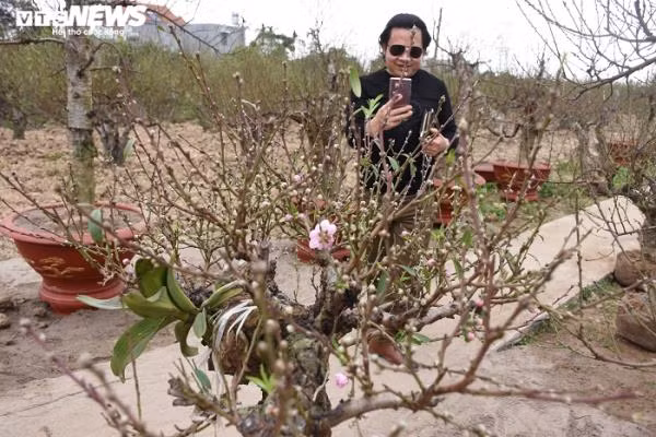 Vị khách trong ảnh rất ưng cây đào này. Tuy nhiên, họ chỉ có thể được ngắm bằng những bức ảnh chụp lại vì theo tiết lộ của chủ vườn, cây được người khác thuê với giá 9 triệu đồng và chỉ chờ ngày chở đi. Vất vả quanh năm chăm sóc đào, bù lại, những ngày này, các hộ trồng đào vui mừng, phấn khởi vì thời tiết năm nay thuận lợi, đào đẹp, được giá. Mỗi vụ đào, nhà ít thì vài chục triệu, nhà nhiều thu đến hàng trăm triệu, đủ một cái Tết ấm no. Ông Lê Đình Tuân (62 tuổi) chủ vườn đào Lê Hồng ở thôn Đồng Dụ cho hay, những cây đến ngày giao hàng được đánh bồng, chuẩn bị đưa vào chậu hoặc bọc bao, quấn dây trước khi chuyển tới tay khách thuê đào. Nói về dịch vụ cho thuê đào Tết, theo ông Tuân, trước kia khách chỉ đến vườn hỏi mua luôn cây nhưng khoảng hơn 10 năm trở lại đây người dân có xu hướng chuyển sang thuê đào chơi vào dịp Tết nhằm tiết kiệm chi tiêu. Vì giá thuê đào bao giờ cũng rẻ được 50% so với giá bán của một gốc đào.