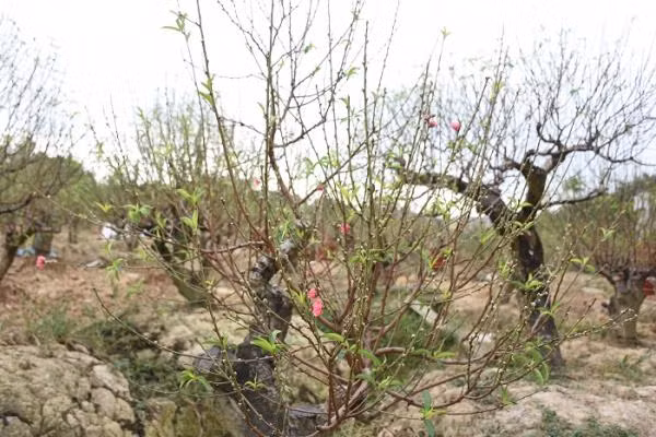 Từ thời điểm đào được khách thuê, người trồng đào phải chăm sóc, bảo đảm đến khi giao hàng cho khách (từ 20 đến 26 tháng Chạp) nụ đào to đều, hoa nở tầm 30% thì mới đạt tiêu chuẩn. Sau đó, tầm mùng 7 Tết trở ra, các vườn lại theo lịch hẹn đến thu gốc về để tiếp tục chăm sóc cho vụ sau.