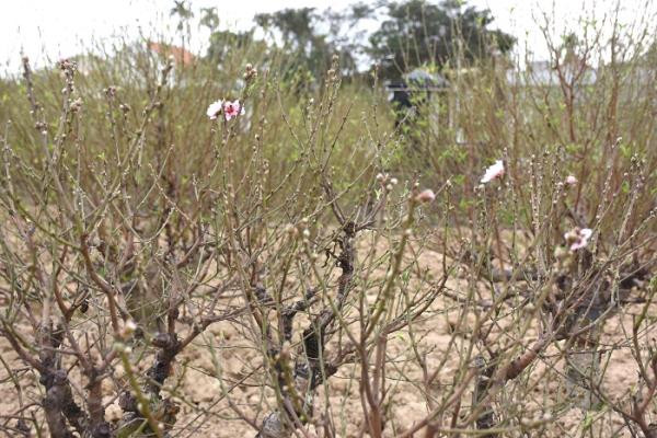 Với kinh nghiệm trồng đào Tết lâu năm, ông Thêm cho biết, năm nay thời tiết thuận lợi nên đến thời điểm này, đào chưa bị bung nụ, nở hoa.
