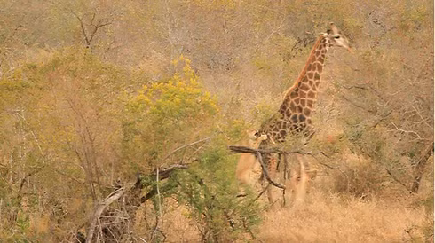Su tu ru nhau tan cong huou cao co va ket 