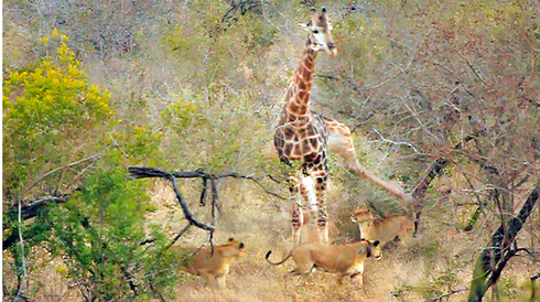 Su tu ru nhau tan cong huou cao co va ket 