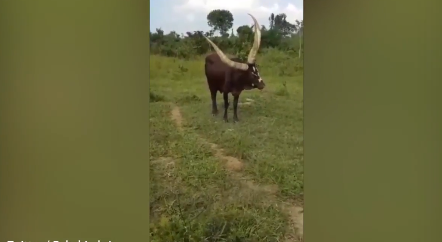 Xon xao con bo ky quai, co 3 chiec sung khong lo