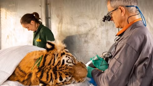 Can canh man nho rang ho Siberia nang 193 kg-Hinh-2