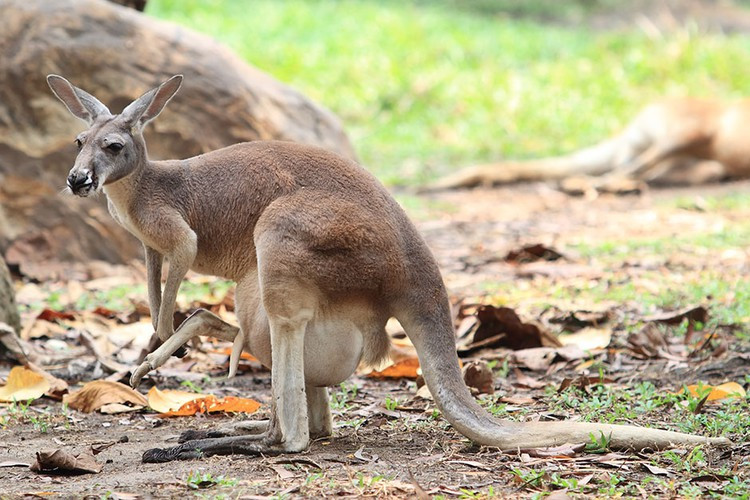 Kangaroo thực sự có chiếc chân thứ 5, đó chính là đuôi của chúng. Thậm chí chiếc đuôi to khỏe này có thể giúp kangaroo thăng bằng khi hai chân sau của chúng chiến đấu.