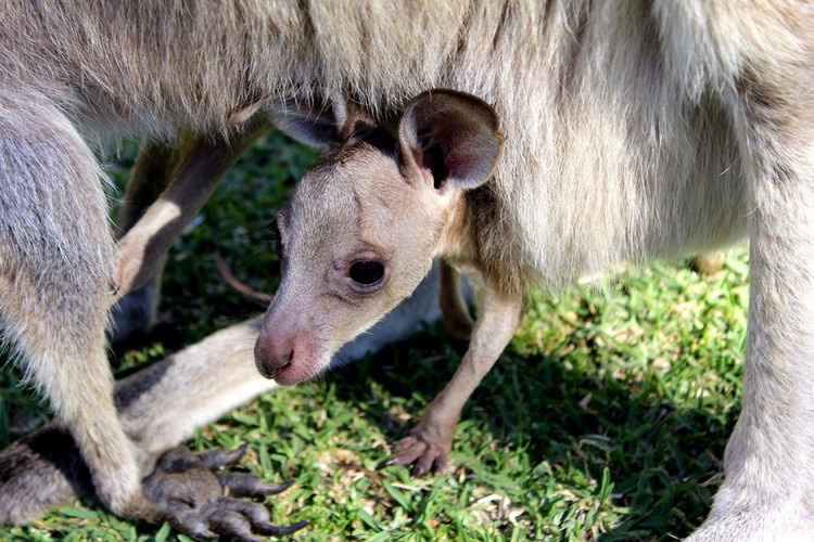 Một con kangaroo cái có thể mang thai và sau đó tạm dừng sinh trong một thời gian nếu nó muốn. Khi một con kangaroo cái chưa sẵn sàng để sinh đẻ, phôi thai sẽ phát ngừng phát triển sau một vài ngày và rơi vào chế độ chờ. Đây là một trong những khám phá thú vị về kangaroo khiến nhiều người thích thú nhất.