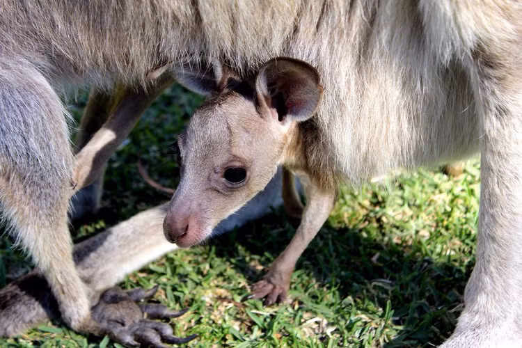 Một con kangaroo cái có thể mang thai và sau đó tạm dừng sinh trong một thời gian nếu nó muốn. Khi một con kangaroo cái chưa sẵn sàng để sinh đẻ, phôi thai sẽ phát ngừng phát triển sau một vài ngày và rơi vào chế độ chờ. Đây là một trong những khám phá thú vị về kangaroo khiến nhiều người thích thú nhất.