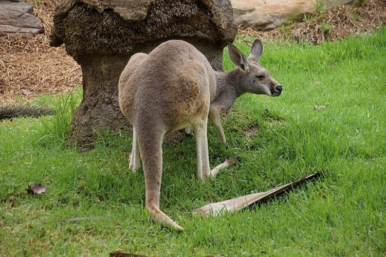 Khi một kangaroo con mới sinh rơi khỏi túi của mẹ, kangaroo mẹ sẽ từ bỏ nó. Bởi kích thước của kangaroo con siêu nhỏ, chỉ khoảng bằng một hạt đật đen, kangaroo mẹ không thể không nghiền nát con của chính mình nếu như nó cố gắng để nhặt con trở lại túi mình.