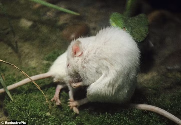 Khách tham quan vườn thú Hàng Châu vô cùng sửng sốt khi chứng kiến cảnh một con chuột tìm mọi cách để giải thoát cho bạn của nó khỏi miệng rắn xanh.