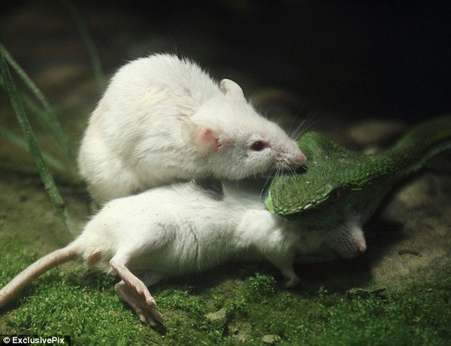 Tưởng chừng chuột sẽ dễ dàng chấp nhận trở thành mồi cho những con rắn đói, nhưng không.