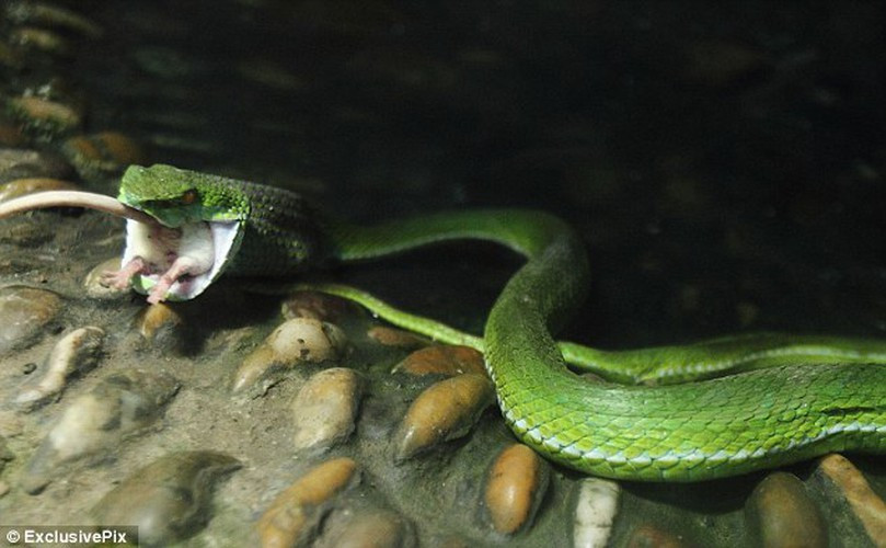 Nhưng không lâu sau đó, nó đã bị con rắn xanh thứ hai phát hiện và ăn thịt. Mời quý vị xem video: Một ngày bắt chuột của nông dân Phú Xuyên | VTC16 