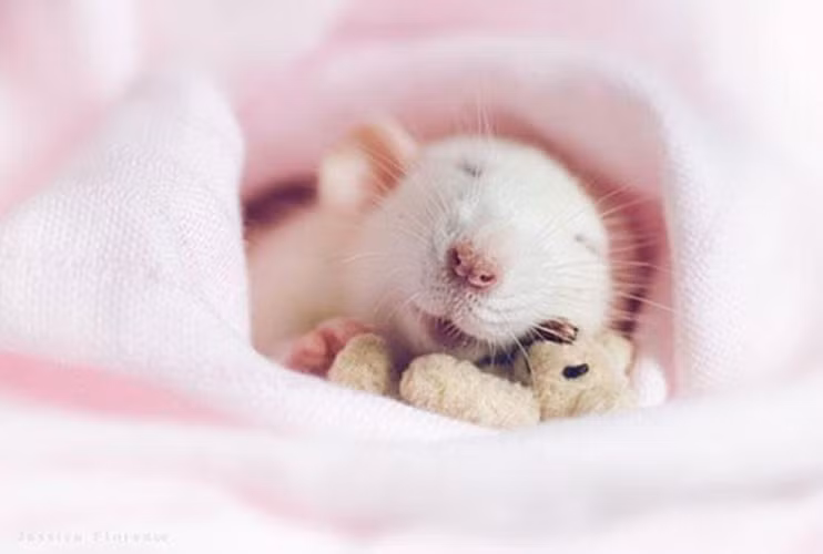 Thậm chí, đến lúc trưởng thành, chuột vẫn bị mù màu và chỉ có thể nhìn thế giới qua 2 gam màu đen-trắng.