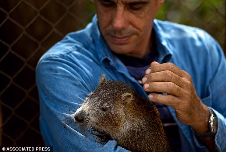 Cặp vợ chồng thuần hóa con chuột bằng tình cảm, thể hiện qua những nụ hôn, cho nó lái xe cùng và cùng uống rượu rum.