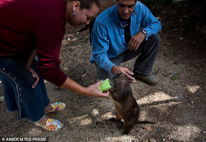 Con vật thường xuyên được cho uống cà phê.