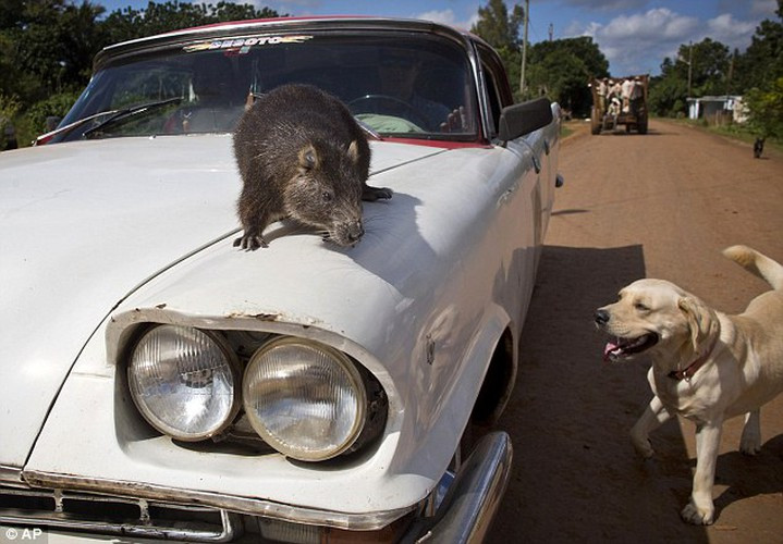 Cặp vợ chồng đã tìm thấy cho con chuột cưng một người bạn đời và chúng có khoảng lứa chuột hutia con trong nhà khá đông. Congui và những đứa con của nó rất thích uống cà phê ngọt, nhai bánh quy giòn, rau quả.