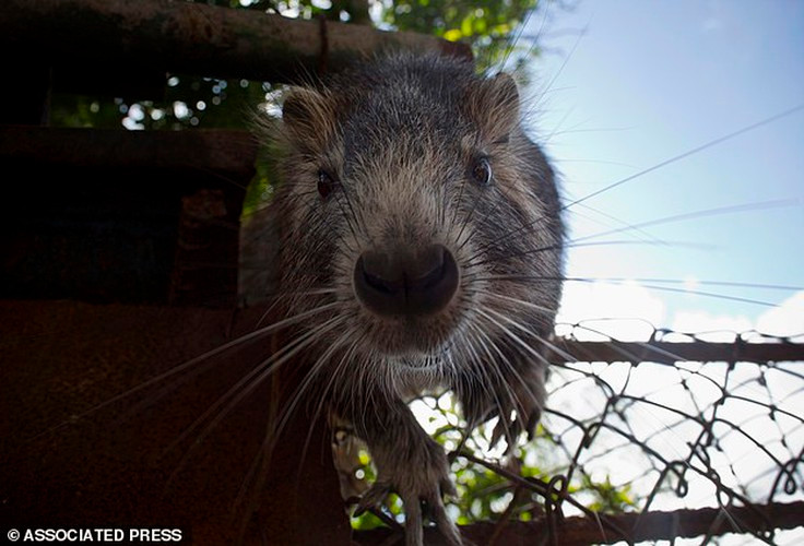 Rafael Lopez thường đưa lưỡi có chứa rượu rum của mình cho vật cưng liếm. Cặp vợ chồng coi con chuột là động vật dễ thương.