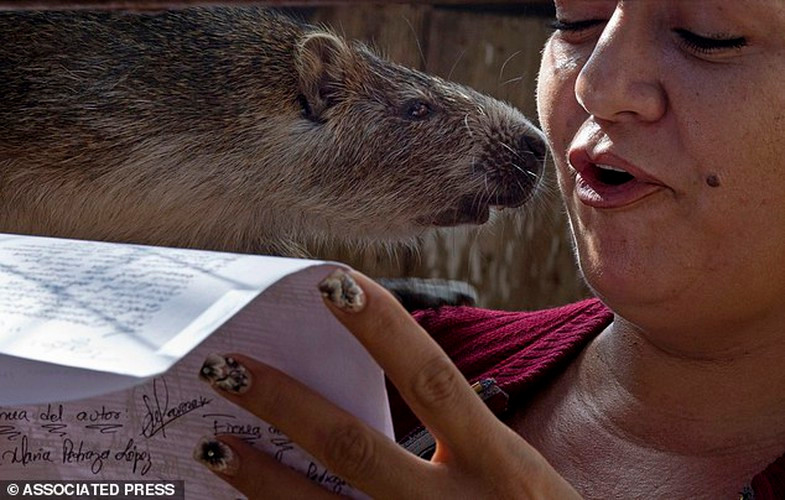 Con chuột hutia quý hiếm là loài đặc hữu ở Cuba, có cái đuôi giống như một sợi dây thừng và răng dài, phát triển chiều dài tới hơn nửa mét, có trọng lượng tương đương một con chó con.