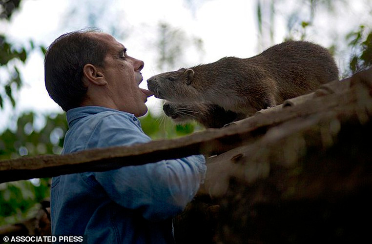 Cô Ana Pedraza và chồng Rafael Lopez là hai người Cuba có sở thích đặc biệt. Họ thích được thuần hóa loài chuột hutia vô cùng quý hiếm làm thú cưng và coi chuột khổng lồ như đứa con cưng bé bỏng của gia đình.