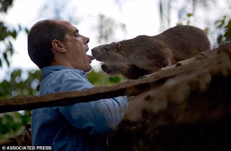 Cô Ana Pedraza và chồng Rafael Lopez là hai người Cuba có sở thích đặc biệt. Họ thích được thuần hóa loài chuột hutia vô cùng quý hiếm làm thú cưng và coi chuột khổng lồ như đứa con cưng bé bỏng của gia đình.