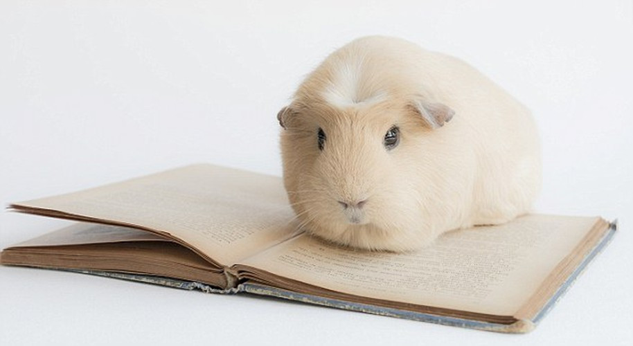 Ngoài cái tên BooBoo, cô chuột lang này còn được gọi với nhiều nick-name đáng yêu khác như: giáo sư, cô gái tóc vàng. BooBoo được ca ngợi là “cô chuột lang dễ thương nhất thế giới” sau khi những hình ảnh của cô thu hút hàng ngàn người hâm mộ.