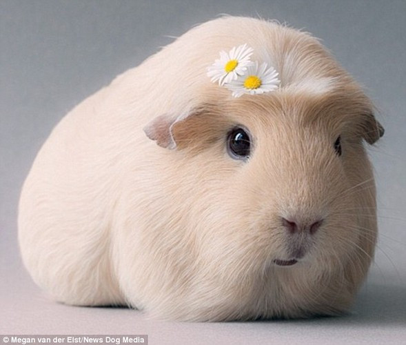 Nói về cô chuột lang BooBoo cưng của mình, nhiếp ảnh Megan van der Elst thích thú kể: “Cô bé là một người mẫu ảnh ảnh tuyệt vời, rất hợp tác và tự nhiên”.