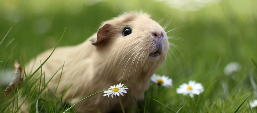 Con vật đều được nữ nhiếp ảnh gia Lieveheerbeestje hóa trang và tạo hình sao cho giống cho con người nhất, từ đeo kính, tắm bồn, đeo tai thỏ, cài nơ cho tới đọc sách...