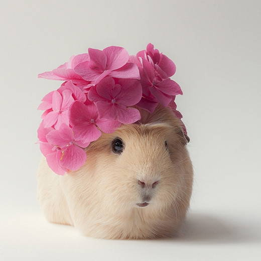 Những bức ảnh của Booboo nhỏ bé và bạn bè của nó đều mang đậm phong cách thời trang chuyên nghiệp.