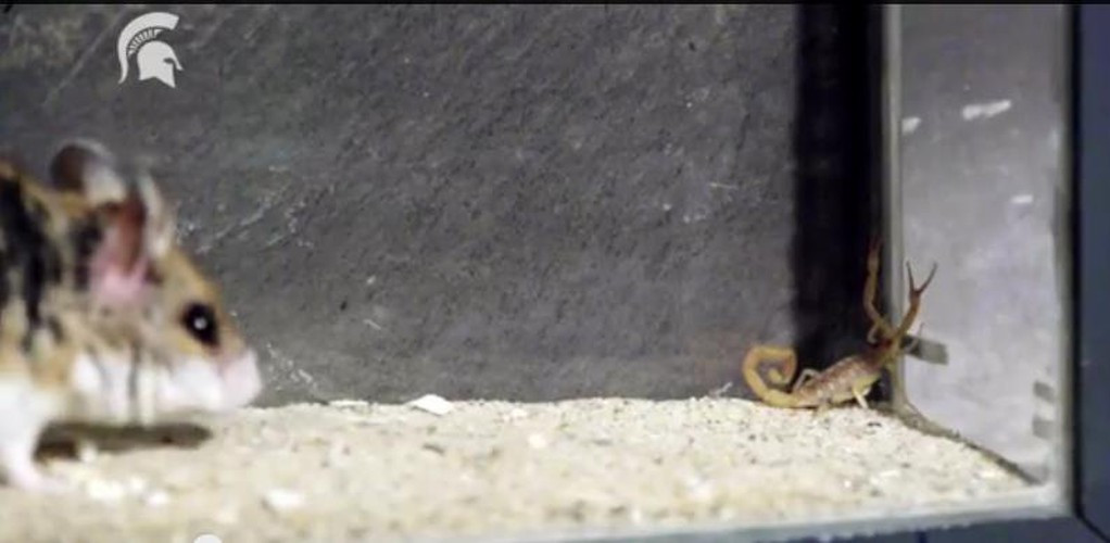 Dai chien nay lua giua chuot va bo cap