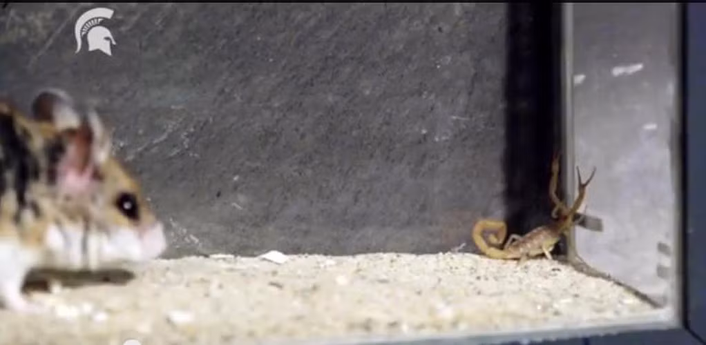 Những bức ảnh này được trích từ một đoạn video phát hành trên YouTube của Đại học bang Michigan ghi lại cuộc chạm trán cam go giữa một con chuột châu chấu và một con bò cạp Arizona.