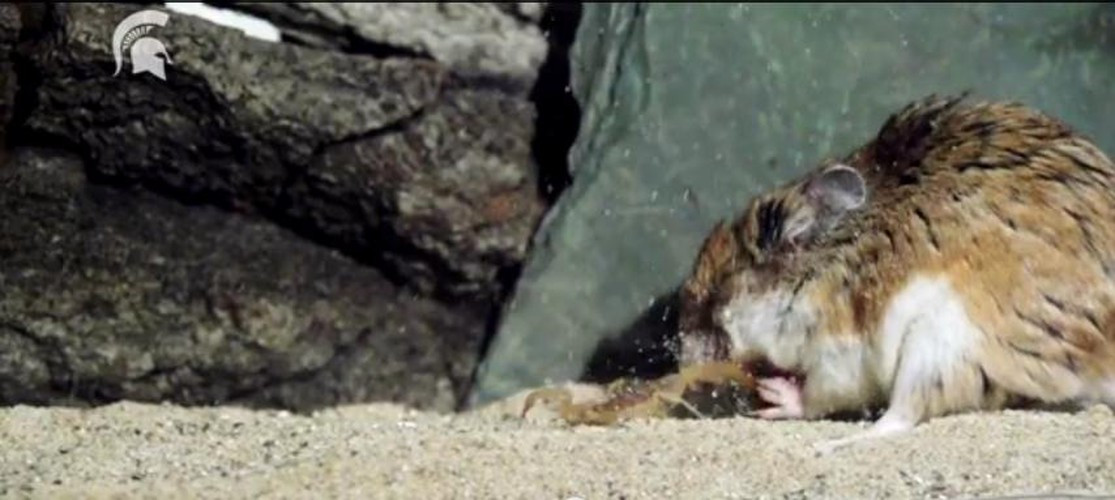 Có vẻ yếu thế hơn nên con bọ cạp tìm cách chạy trốn.