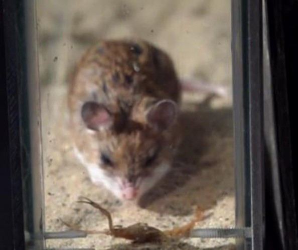 Con chuột quan sát một chút trước khi quyết định tấn công.