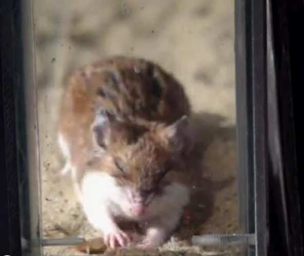 Chính con chuột là kẻ mở màn cuộc chiến bằng một cú vồ mồi quyết đoán.