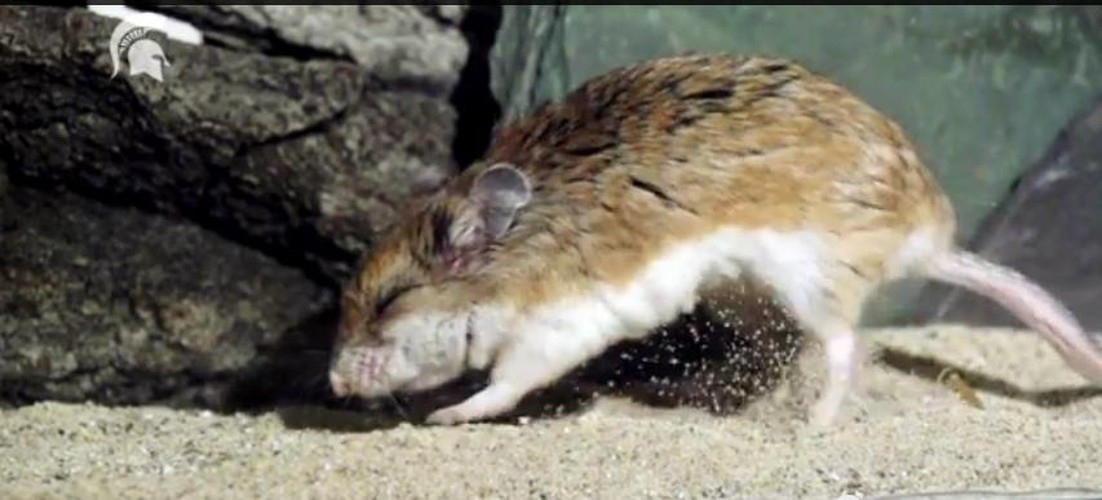 Dường như nọc độc bọ cạp cũng có ảnh hưởng nhất định đến con chuột nên nó nhắm nghiền mắt và đào bới lung tung thay vì để tâm đến con mồi đang nằm chỏng gọng phía sau.