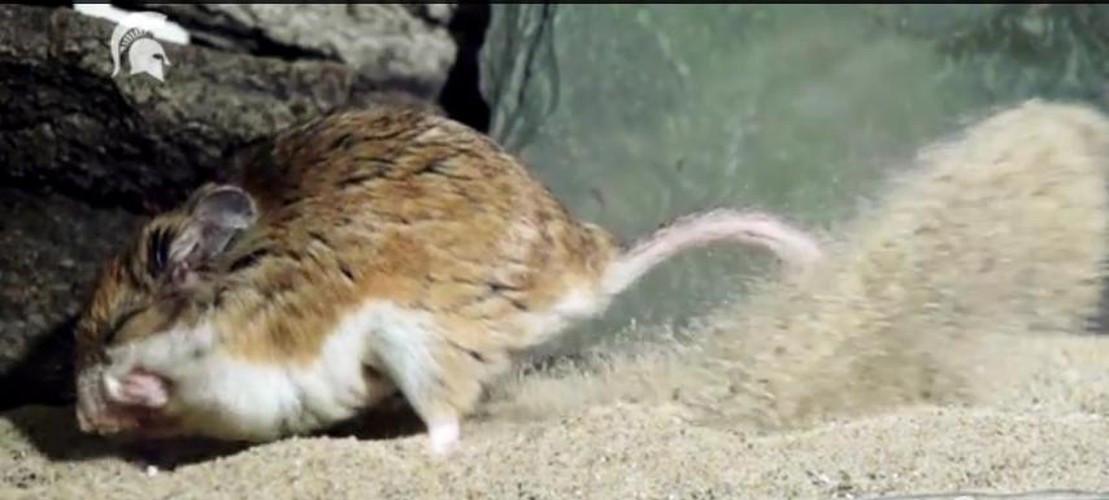 Theo nghiên cứu, loài chuột châu chấu có sự đột biến ở tế bào, cho phép nó có thể kiểm soát phản ứng đau và kháng được nọc độc của bọ cạp.