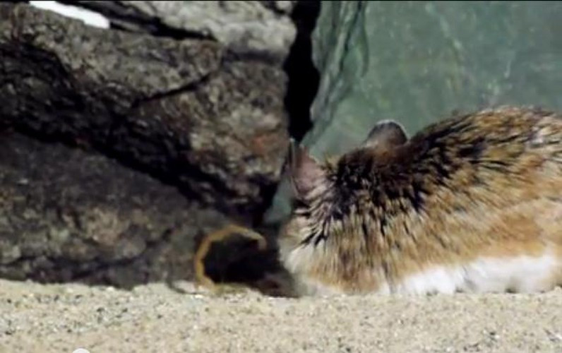 Để đáp trả, con bọ cạp cong đuôi lên tìm cách tiêm nọc độc vào đối phương.