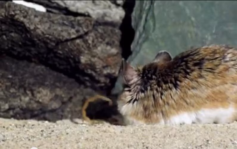 Để đáp trả, con bọ cạp cong đuôi lên tìm cách tiêm nọc độc vào đối phương.