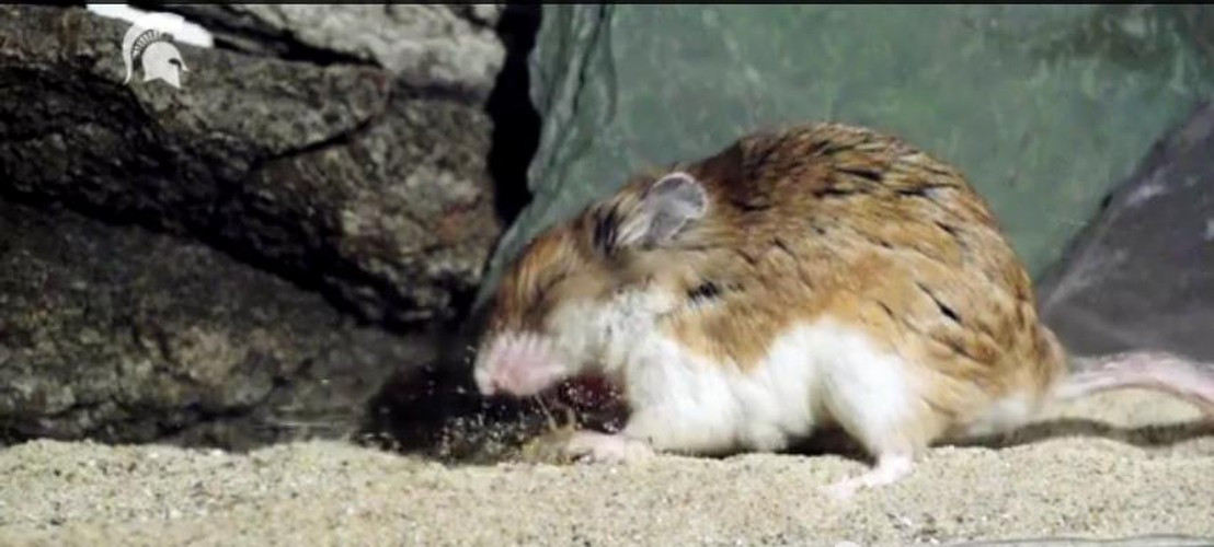 Con chuột cố gắng cắn xé trong khi bọ cạp chỉ còn nước tuyệt vọng giãy giũa.