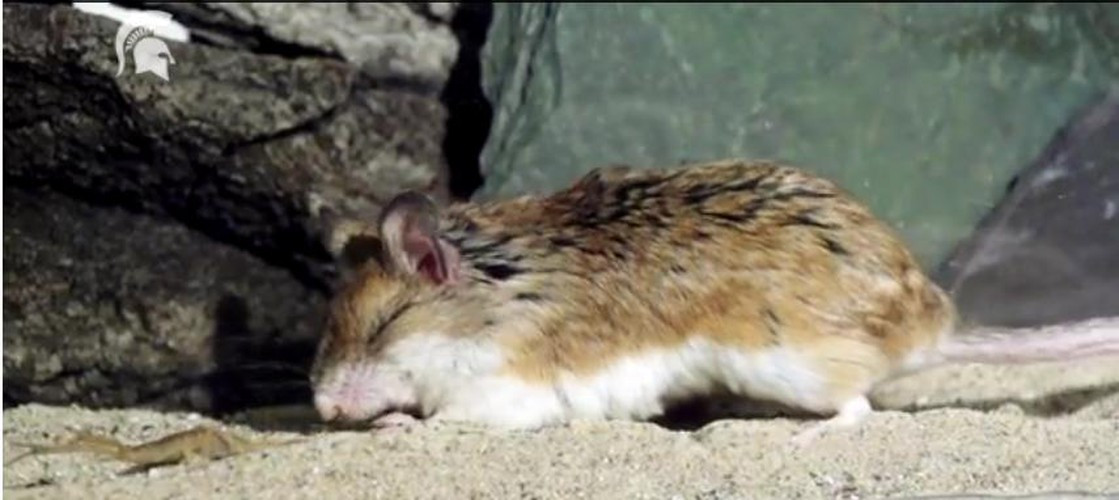 Nhưng kẻ săn mồi kiên quyết không tha.