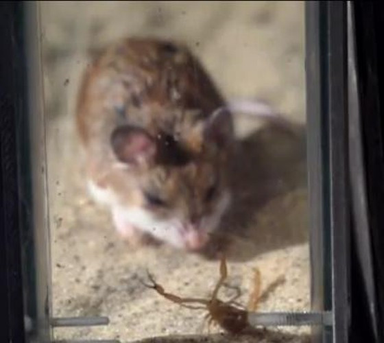 Người xem cảm thấy bất ngời, bởi trái với bản tính nhanh nhẹn, con chuột này chậm rãi tiến tới con mồi.