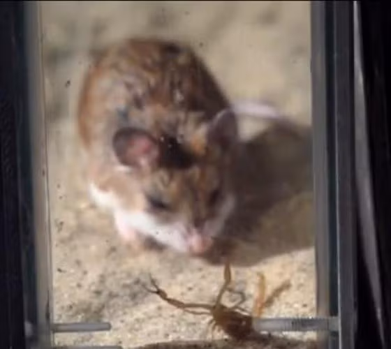 Người xem cảm thấy bất ngời, bởi trái với bản tính nhanh nhẹn, con chuột này chậm rãi tiến tới con mồi.