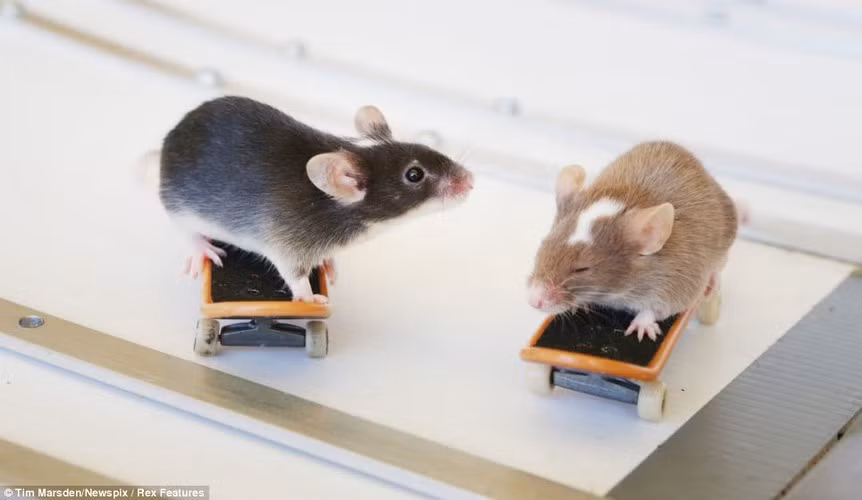 Hình ảnh vô cùng đáng yêu của hai chú chuột Harvey và Pedro đang nghỉ ngơi để chuẩn bị cho pha lướt ván tiếp theo.